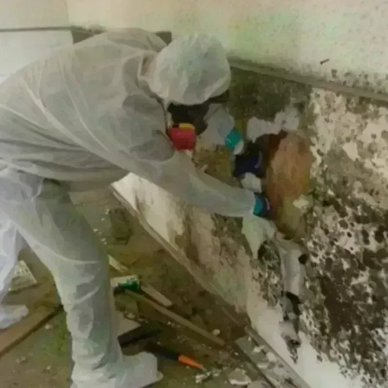 Mold Remediation and Removal in Sunnyside, WA